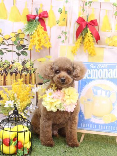 20240428ココアくん